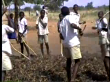 Miswaki Primary School children rake and winnow millet