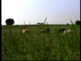 Pan of cattle in field