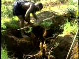 Pulling roots from the ground