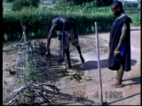 Placing of roots near masamva huts