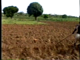 Kadete musician and farmers reconvening in another part of the shamba (farmsite)