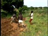 Farmers beginning hoe tossing; kadete musician and farmer interacting