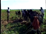 Members of a Kisumba weed a shamba to musical labor, 1