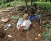 Planting taro in family garden
